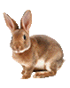 rabbit